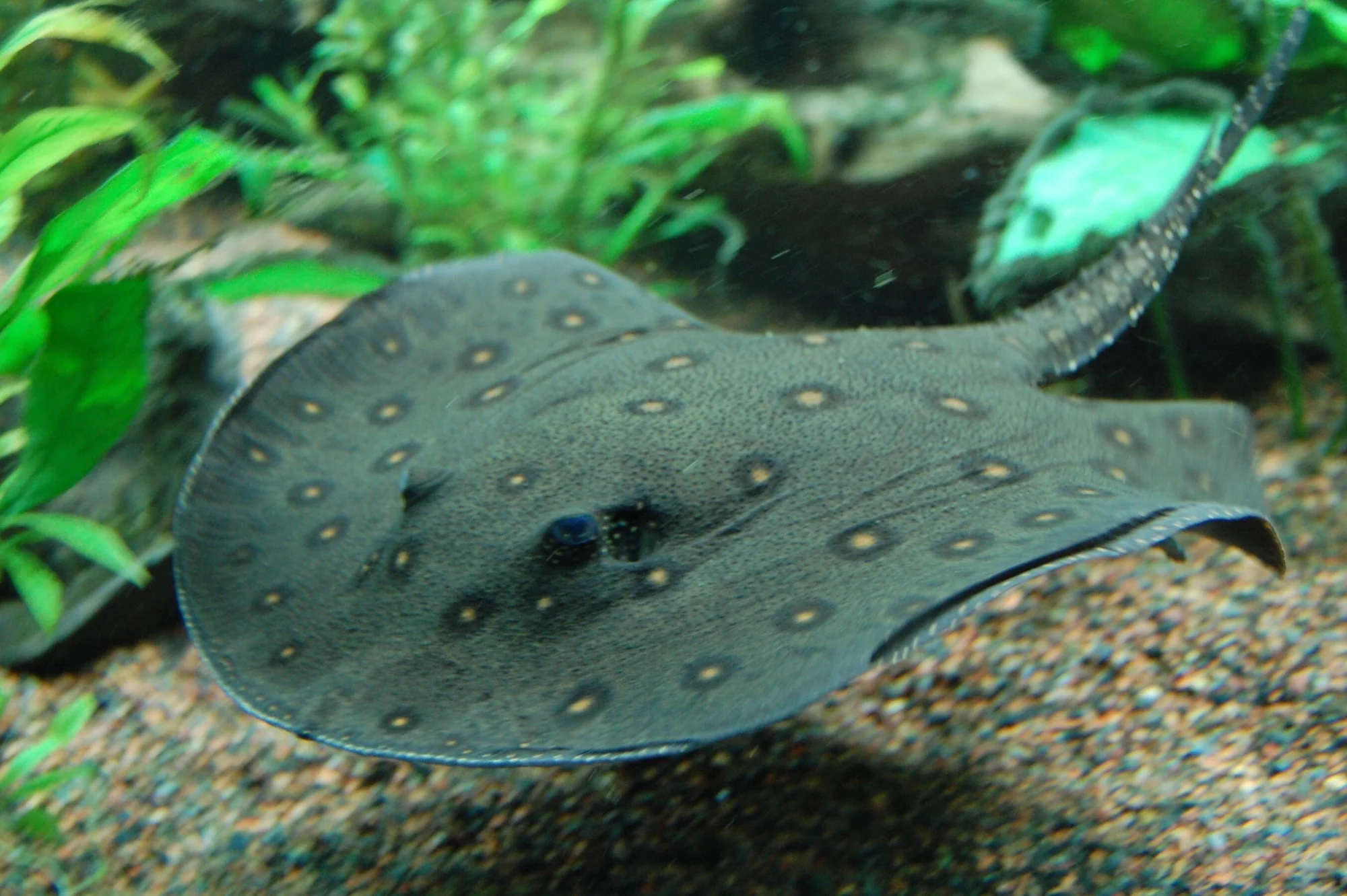 Raya de agua dulce oscura con manchas circulares amarillas descansa sobre el fondo arenoso de un acuario con plantas acuáticas.