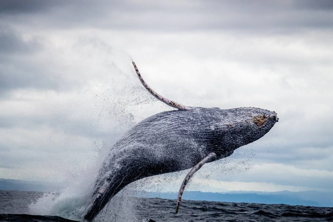 Ballena jorobada en pleno salto sobre el mar, con sus aletas extendidas y agua salpicando a su alrededor bajo un cielo nublado.