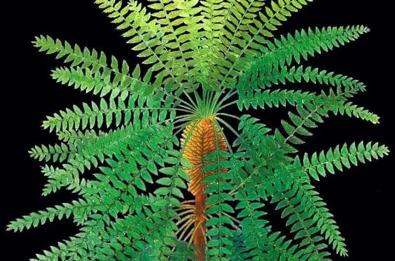 Ilustración detallada de un helecho arborescente con frondas verdes extendidas y tronco marrón sobre fondo negro.