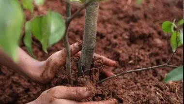 Manos con tierra plantando un árbol joven en suelo fértil oscuro.