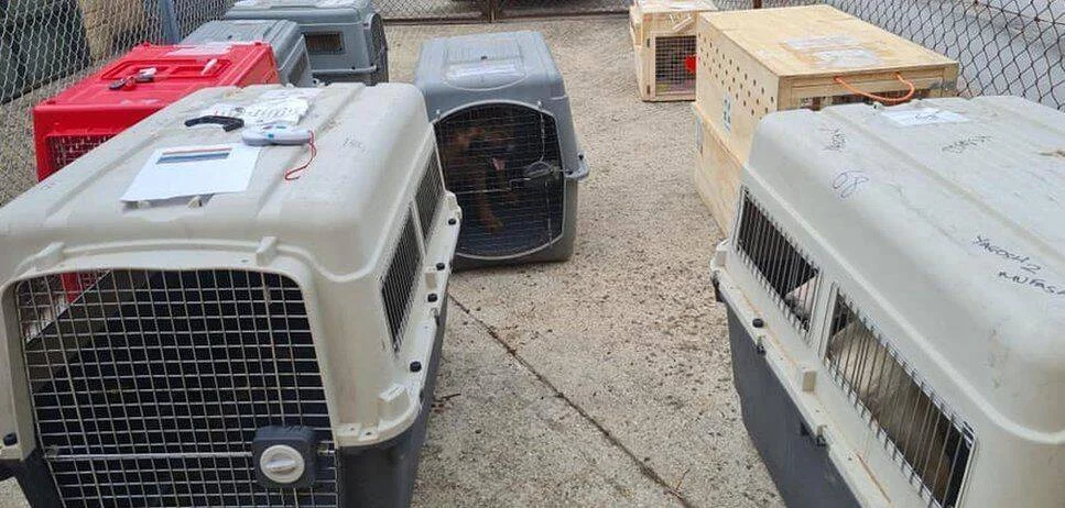 Varias jaulas y transportines de animales de distintos tamaños agrupados en un patio, algunos con animales en su interior.