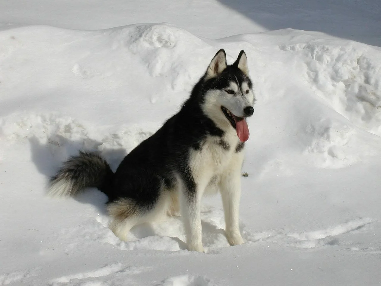 Husky siberiano de pelaje negro y blanco con la lengua afuera, sentado sobre un paisaje nevado.