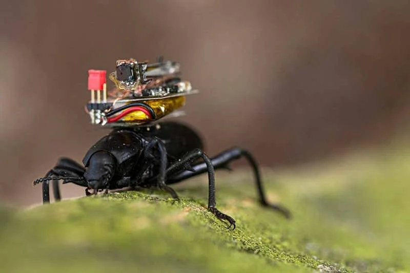 Escarabajo negro sobre musgo verde con un pequeño dispositivo electrónico con cámara montado en su espalda.