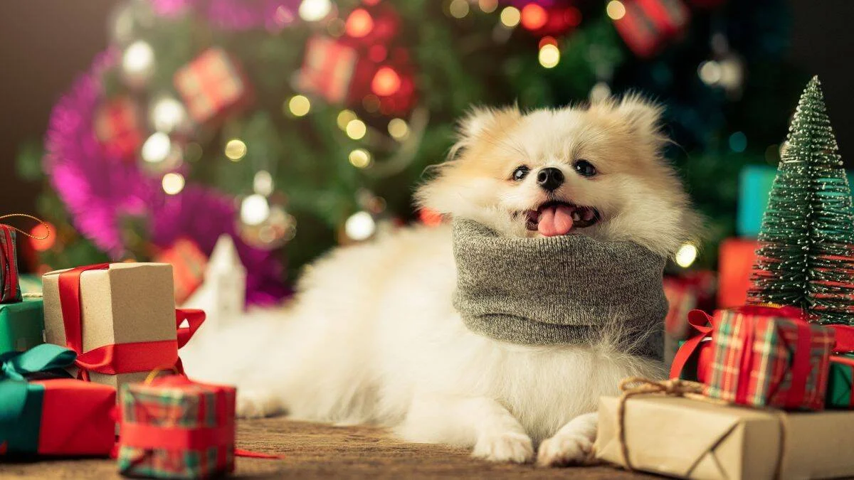 Pomerania blanco con bufanda gris rodeado de regalos navideños frente a un árbol de Navidad iluminado.