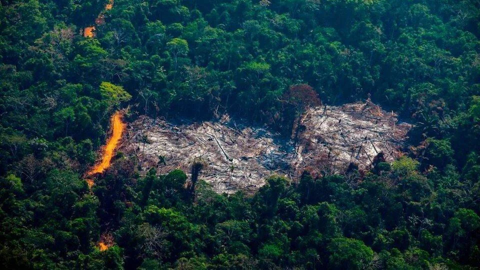 Vista aérea de una zona de selva tropical devastada por tala e incendio, rodeada de vegetación verde densa.