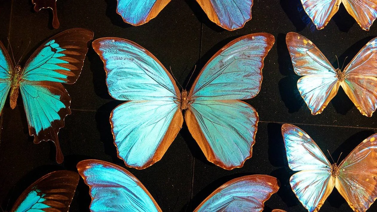 Varios ejemplares de mariposas morpho con alas iridiscentes en tonos azul turquesa y dorado, montados sobre fondo negro.