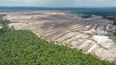 Vista aérea de una extensa zona forestal completamente deforestada junto a un remanente de bosque verde.