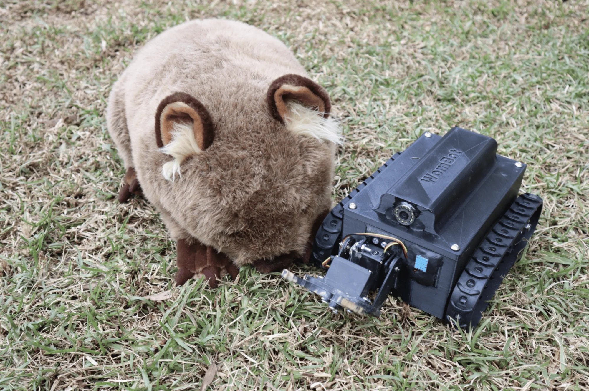 Un wombat de nariz desnuda olisquea de cerca un pequeño robot con orugas llamado WomBot sobre el pasto.