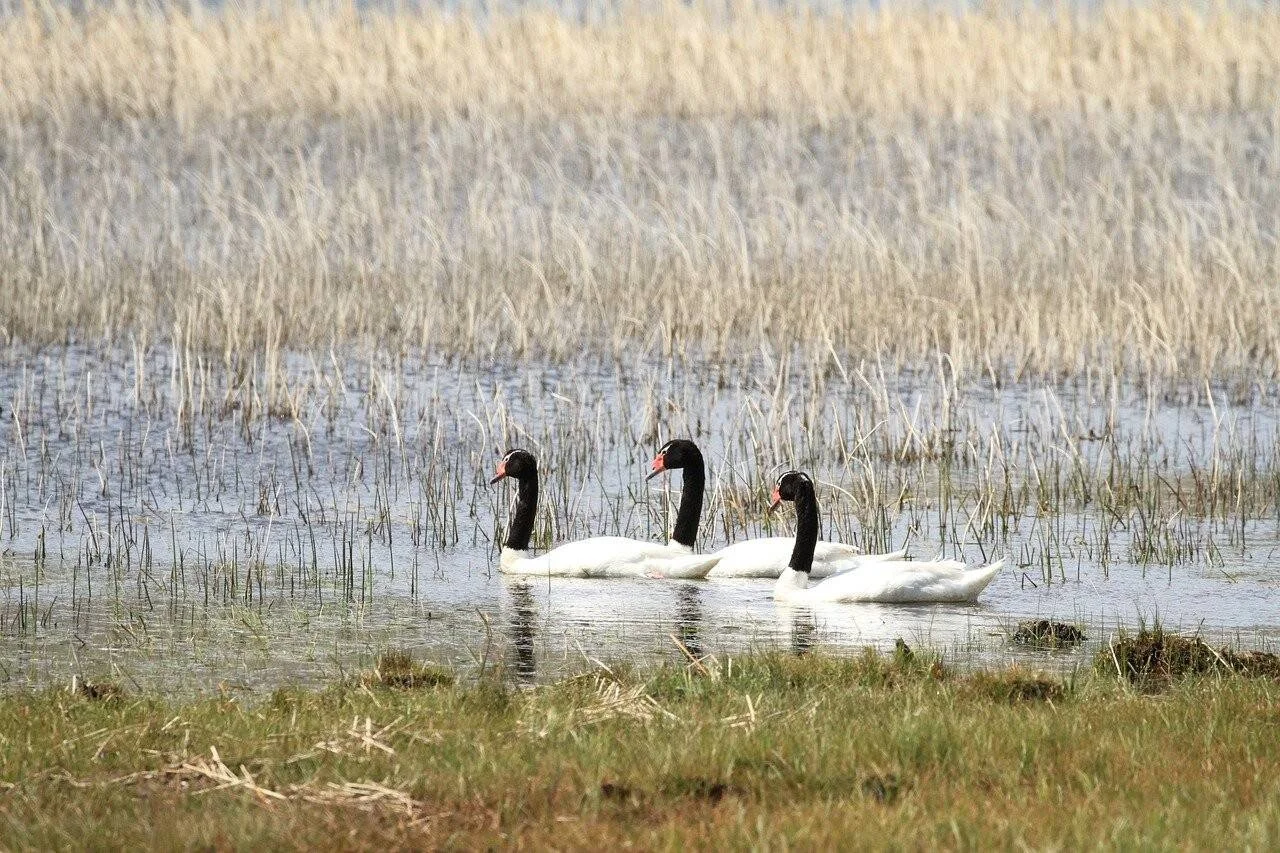 Tres cisnes de cuello negro nadan entre juncos en un humedal con pastizales al fondo.
