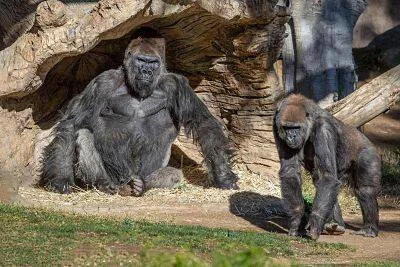 Dos gorilas de llanura occidental descansan junto a rocas y troncos en su recinto de zoológico.