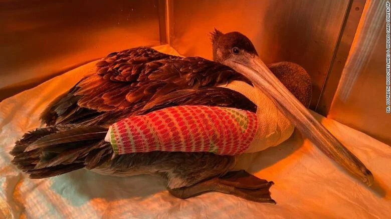 Pelícano pardo con un vendaje colorido en el ala, en rehabilitación bajo luz cálida en un centro de cuidado de vida silvestre.