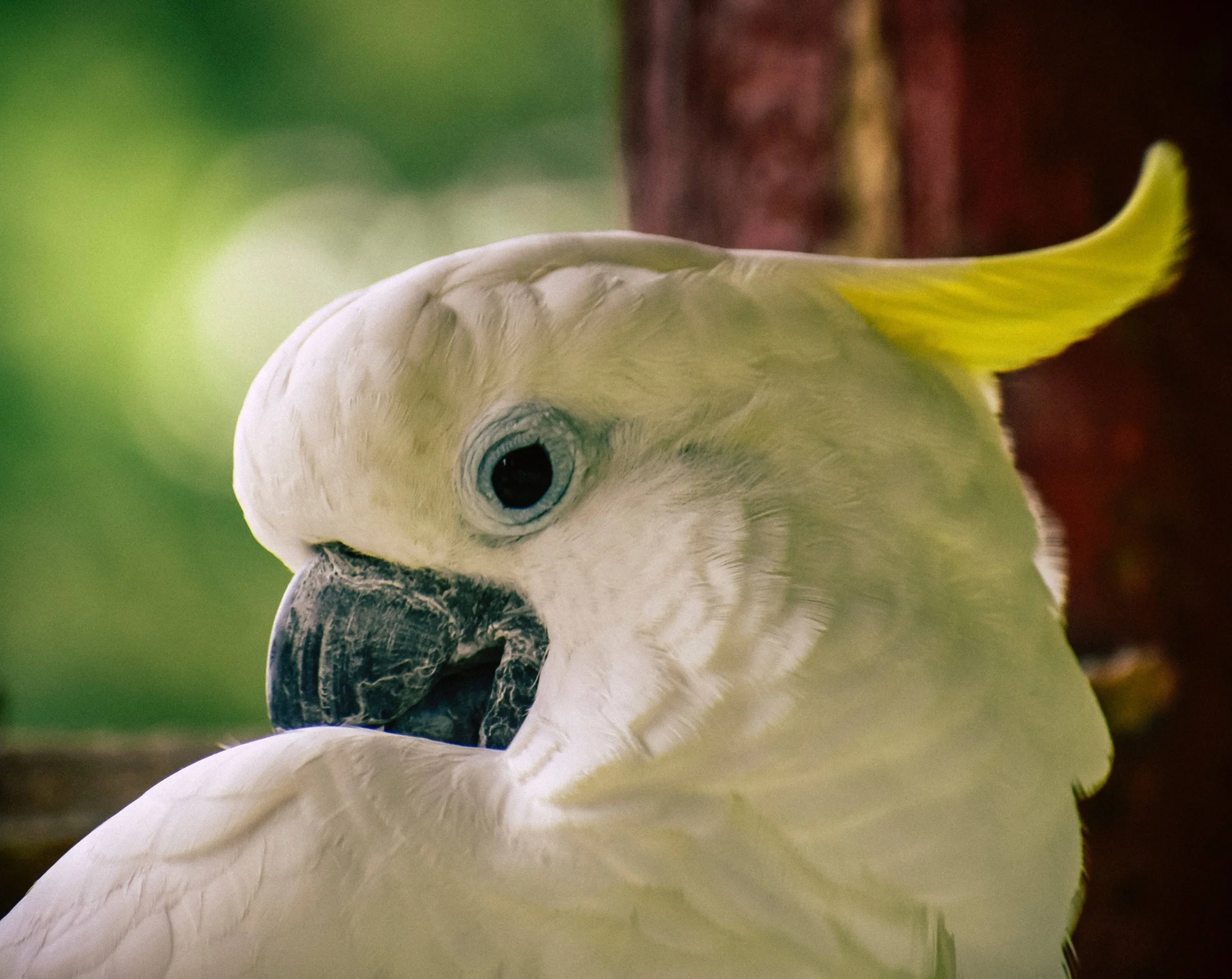 Cacatúa blanca con cresta amarilla erguida vista de cerca, con fondo verde desenfocado.
