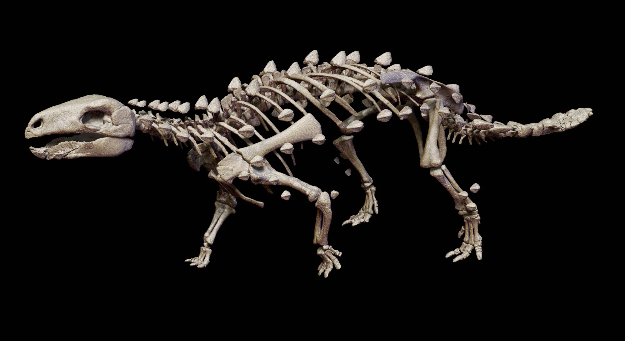 Reconstrucción del esqueleto completo de un dinosaurio acorazado tipo anquilosáurido, con osteodermos dorsales, visto de perfil sobre fondo negro.