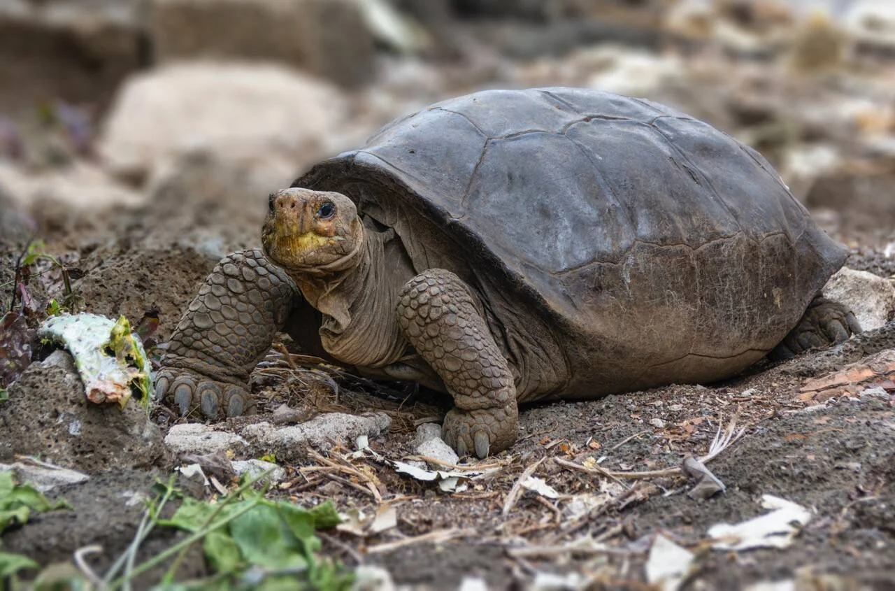 Tortuga gigante de gran caparazón oscuro avanza sobre suelo arenoso con hojas secas en su entorno natural.