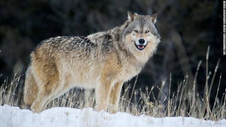 Lobo gris parado sobre nieve mirando a cámara, con vegetación seca y árboles oscuros de fondo.