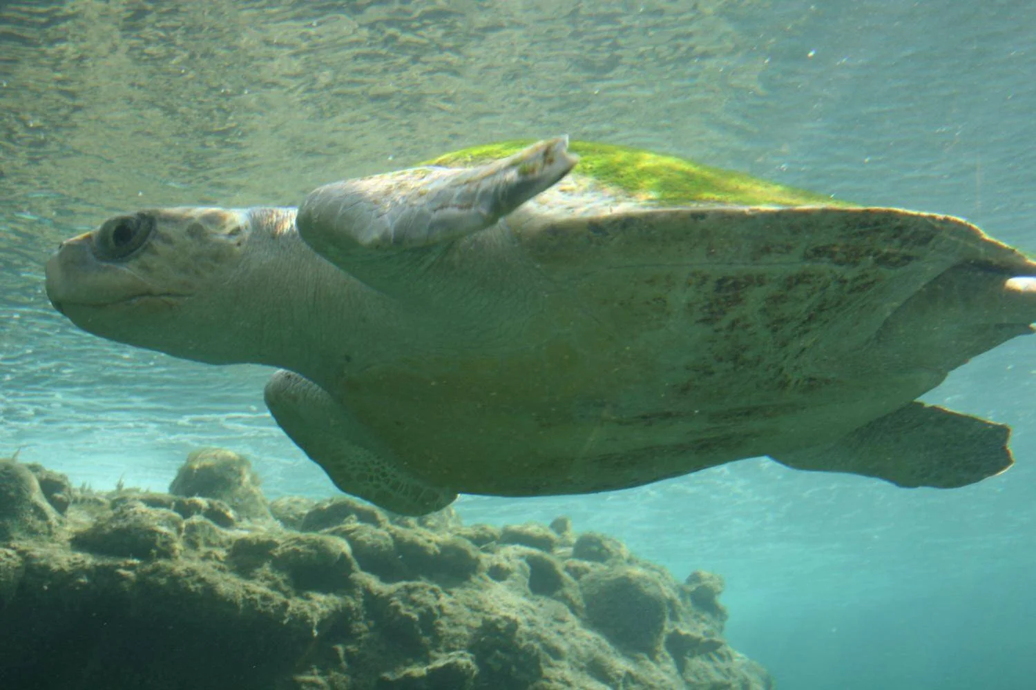 Tortuga marina nada cerca de la superficie del agua sobre un fondo rocoso en aguas poco profundas.