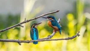 Dos martines pescadores con plumaje azul y naranja se miran frente a frente sobre una rama, con vegetación verde desenfocada al fondo.