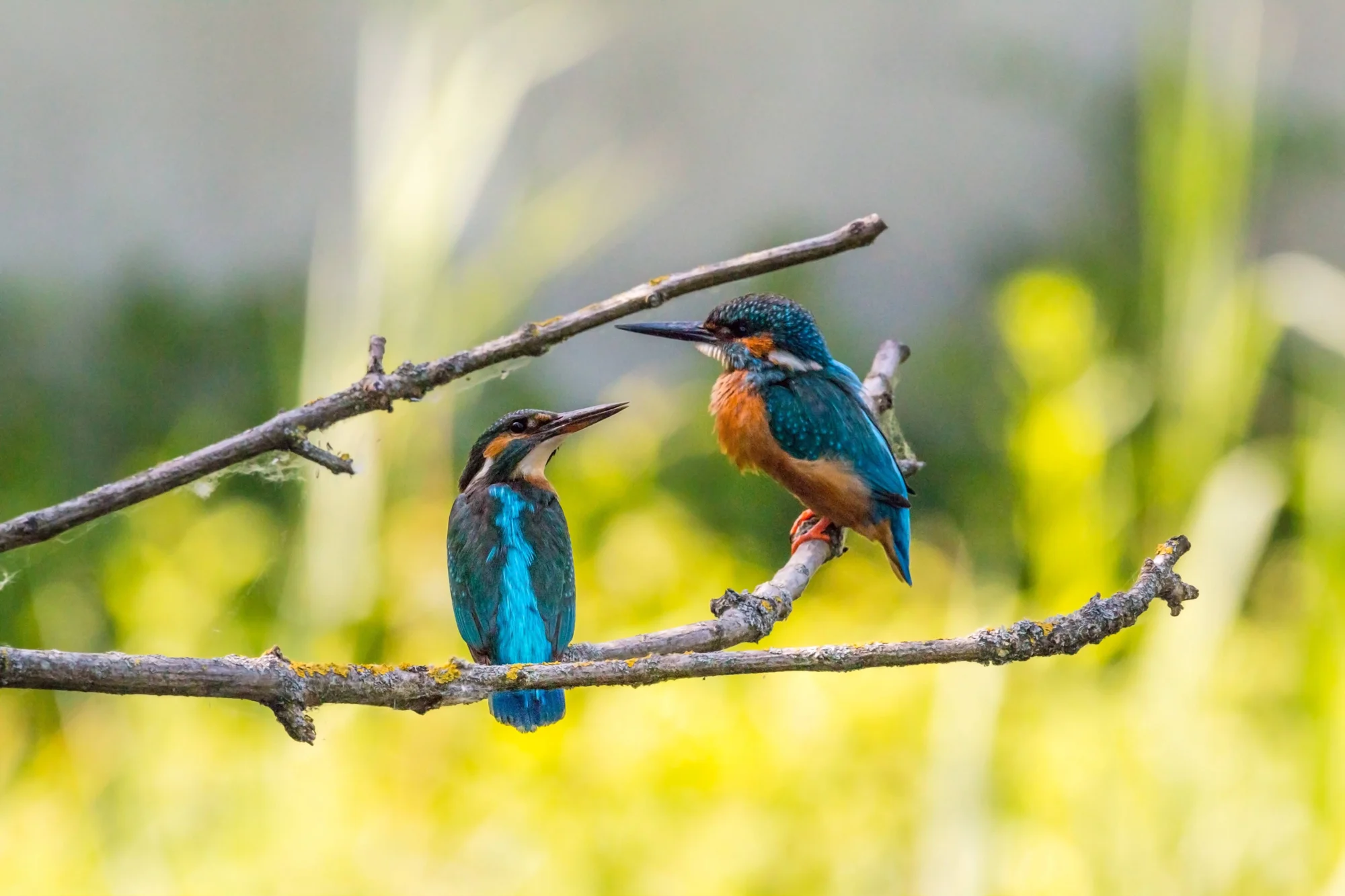 Dos martines pescadores con plumaje azul y naranja se miran frente a frente sobre una rama, con vegetación verde desenfocada al fondo.