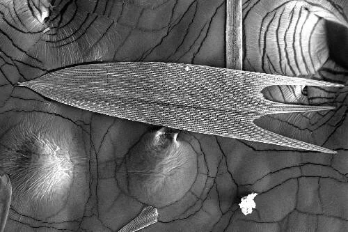 Vista microscópica en blanco y negro de una escama de insecto con estrías finas sobre una superficie texturizada con patrones orgánicos.