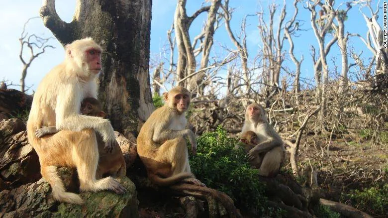 Tres macacos rhesus adultos descansando sobre rocas y raíces rodeados de árboles secos, algunos con crías.