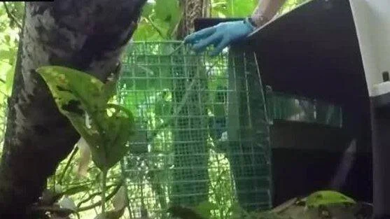 Una persona con guante azul abre una jaula trampa metálica verde rodeada de vegetación tropical.