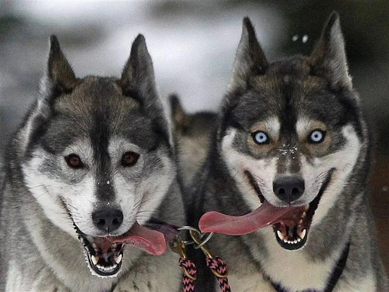 Dos perros Husky siberianos con la lengua afuera y arnés, mirando de frente; uno tiene ojos azules llamativos.