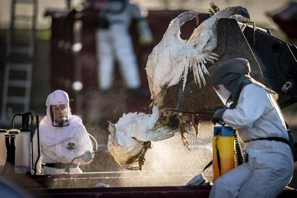 Trabajadores con trajes de protección manipulan aves muertas durante un operativo de sacrificio sanitario en una granja avícola.