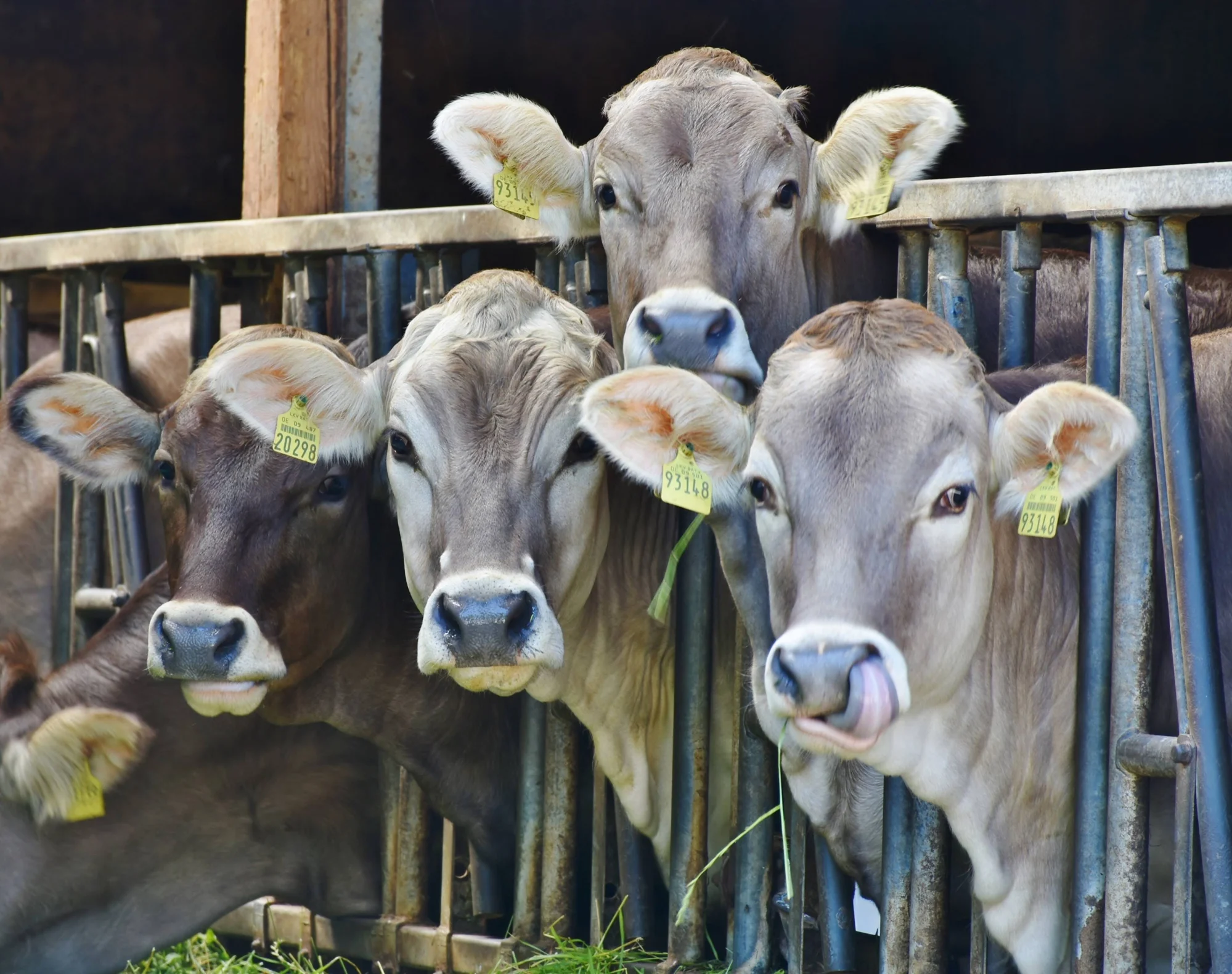 Cuatro vacas con chapas amarillas en las orejas asoman sus cabezas entre los barrotes metálicos de un establo ganadero.