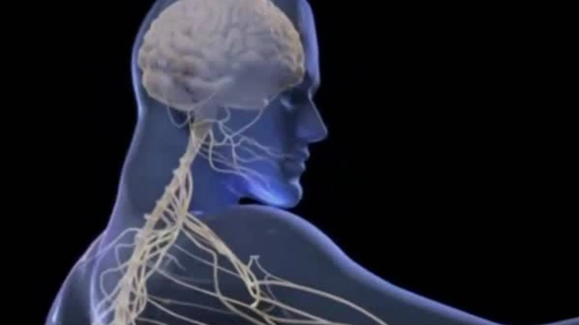 Modelo 3D de figura humana transparente que muestra el cerebro y los nervios del cuello y hombro.