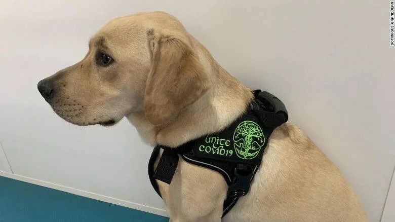 Labrador dorado con arnés negro bordado con el texto 'Unite Covid-19', entrenado para detectar el coronavirus.