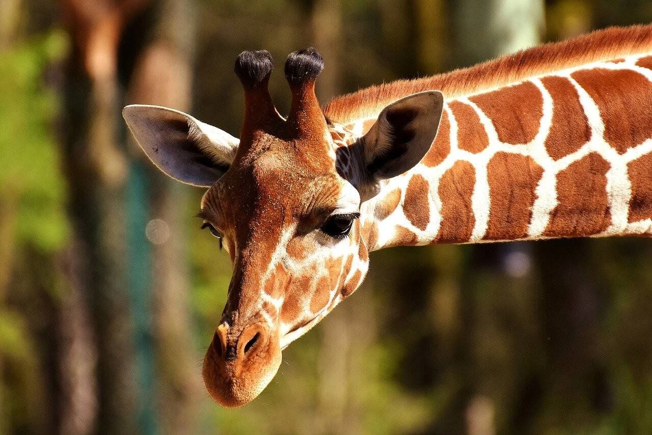 Jirafa reticulada con su característico pelaje marrón y blanco mira hacia abajo, con árboles desenfocados al fondo.