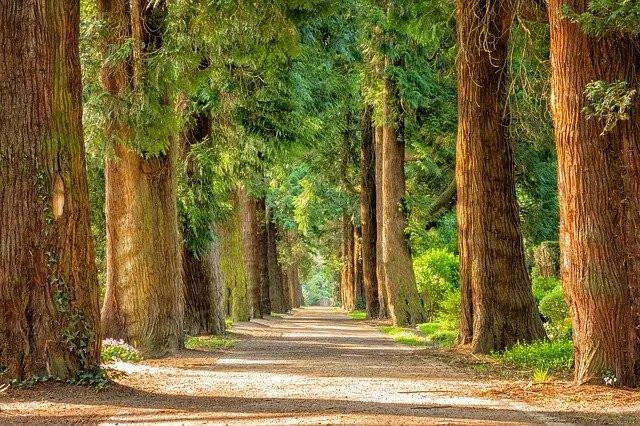 Sendero de tierra flanqueado por altas coníferas de troncos rojizos que forman una alameda con perspectiva al fondo.