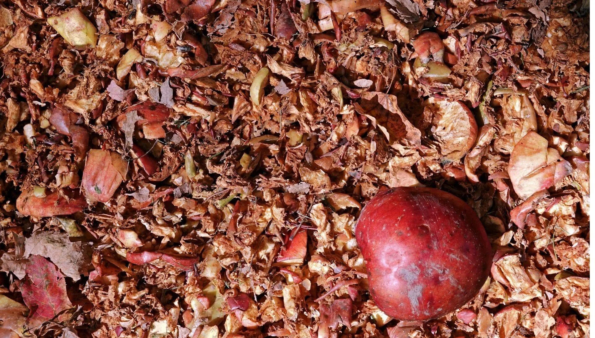Manzana roja entera sobre una pila de restos orgánicos triturados de manzanas y hojas secas en descomposición.