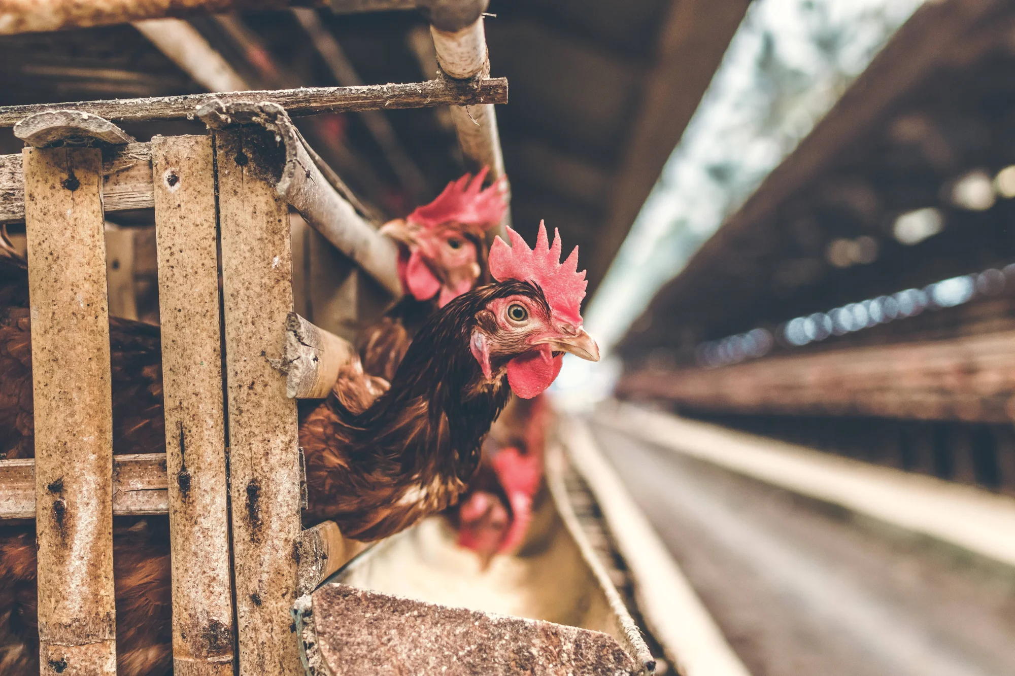 Gallinas de plumaje marrón asoman la cabeza entre las rejas de madera de jaulas en un gallinero industrial.