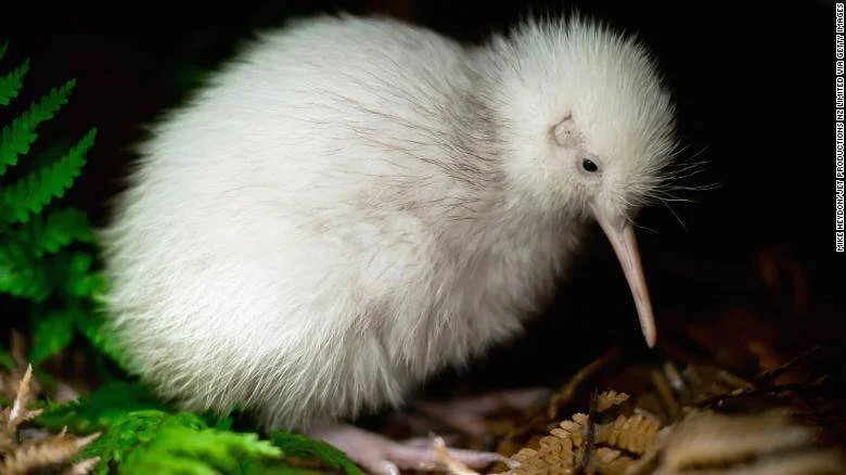 Kiwi de plumaje completamente blanco, posiblemente albino, entre helechos y hojarasca en un entorno oscuro.