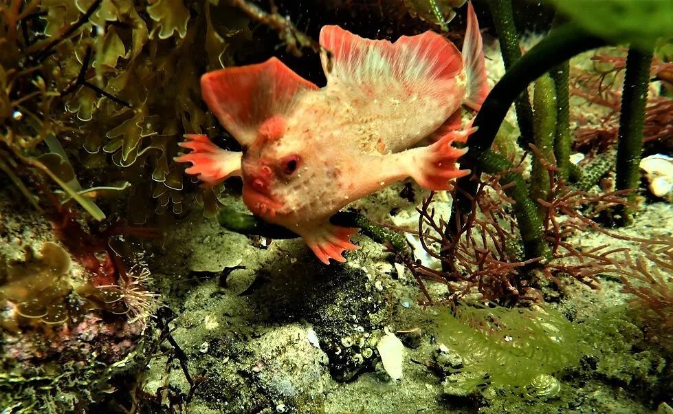 Pez murciélago de manos rojas con aletas rosadas camina sobre el fondo marino entre algas y rocas.