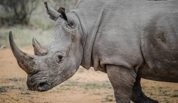 Rinoceronte gris de gran tamaño fotografiado de perfil en terreno árido de sabana africana.