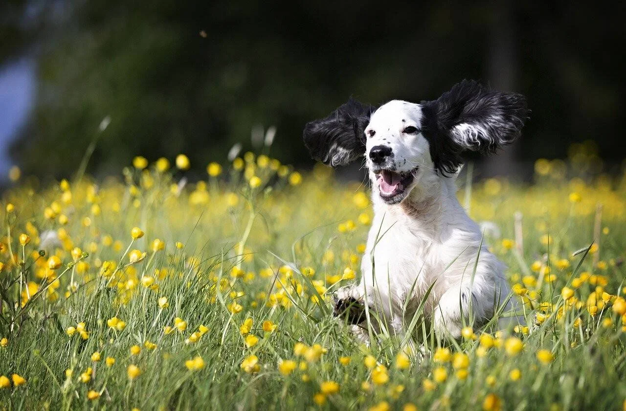Perro spaniel blanco y negro con orejas al viento, sentado feliz en un prado lleno de flores amarillas.