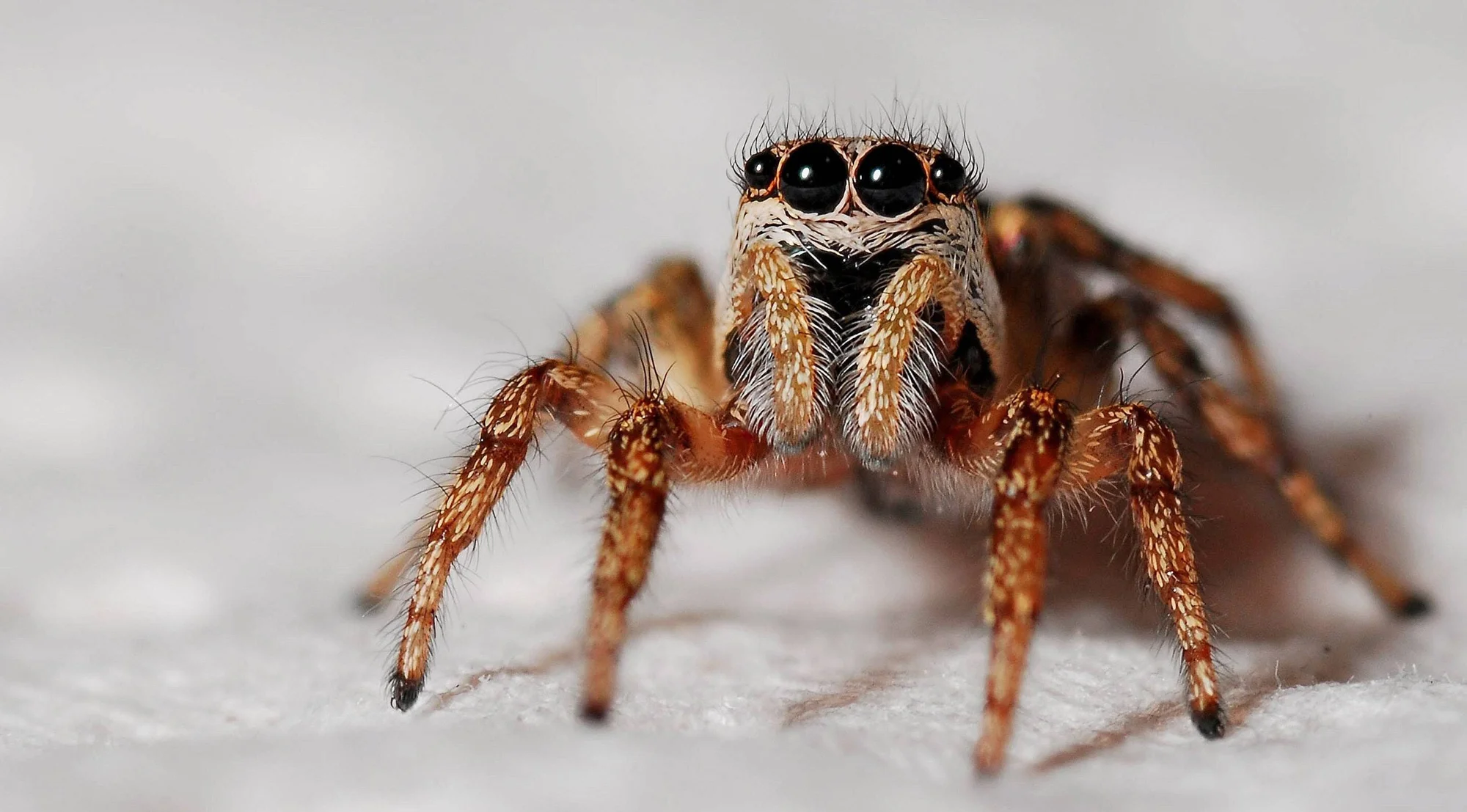 Araña saltarina fotografiada en primer plano mostrando sus cuatro ojos frontales grandes y patas peludas de color marrón rojizo.