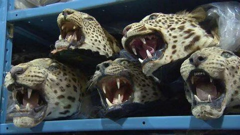 Varias cabezas disecadas de leopardos con las fauces abiertas, apiladas en un estante, producto de decomiso por tráfico ilegal de fauna.