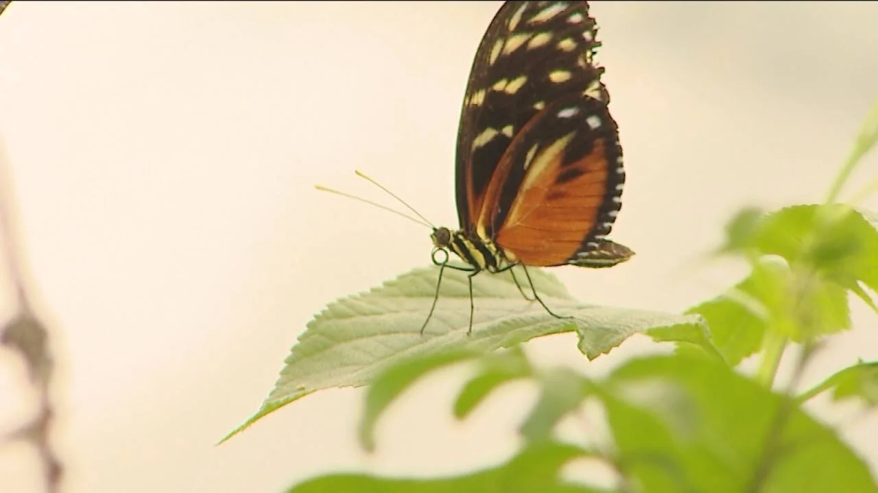 Mariposa con alas naranja, negras y blancas posada sobre una hoja verde.