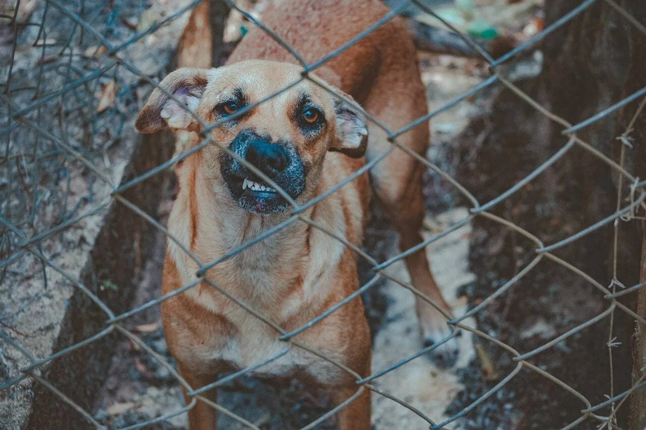 Perro mestizo de pelaje marrón encerrado tras una valla de alambre, mirando a cámara con la boca entreabierta.