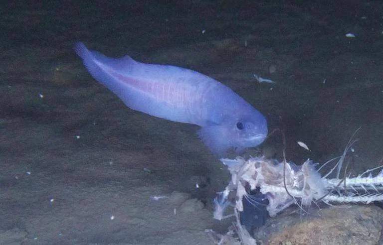 Pez de color azul pálido alimentándose de restos orgánicos en el oscuro fondo del océano profundo.