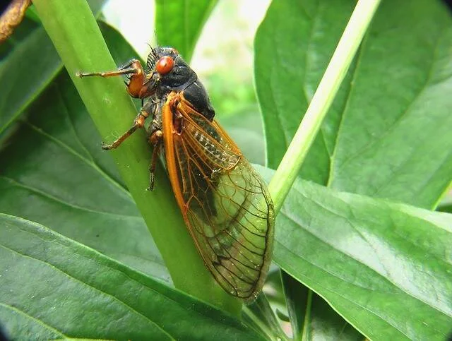 Cigarra con ojos rojos y alas transparentes de venación naranja posada sobre un tallo verde entre hojas.