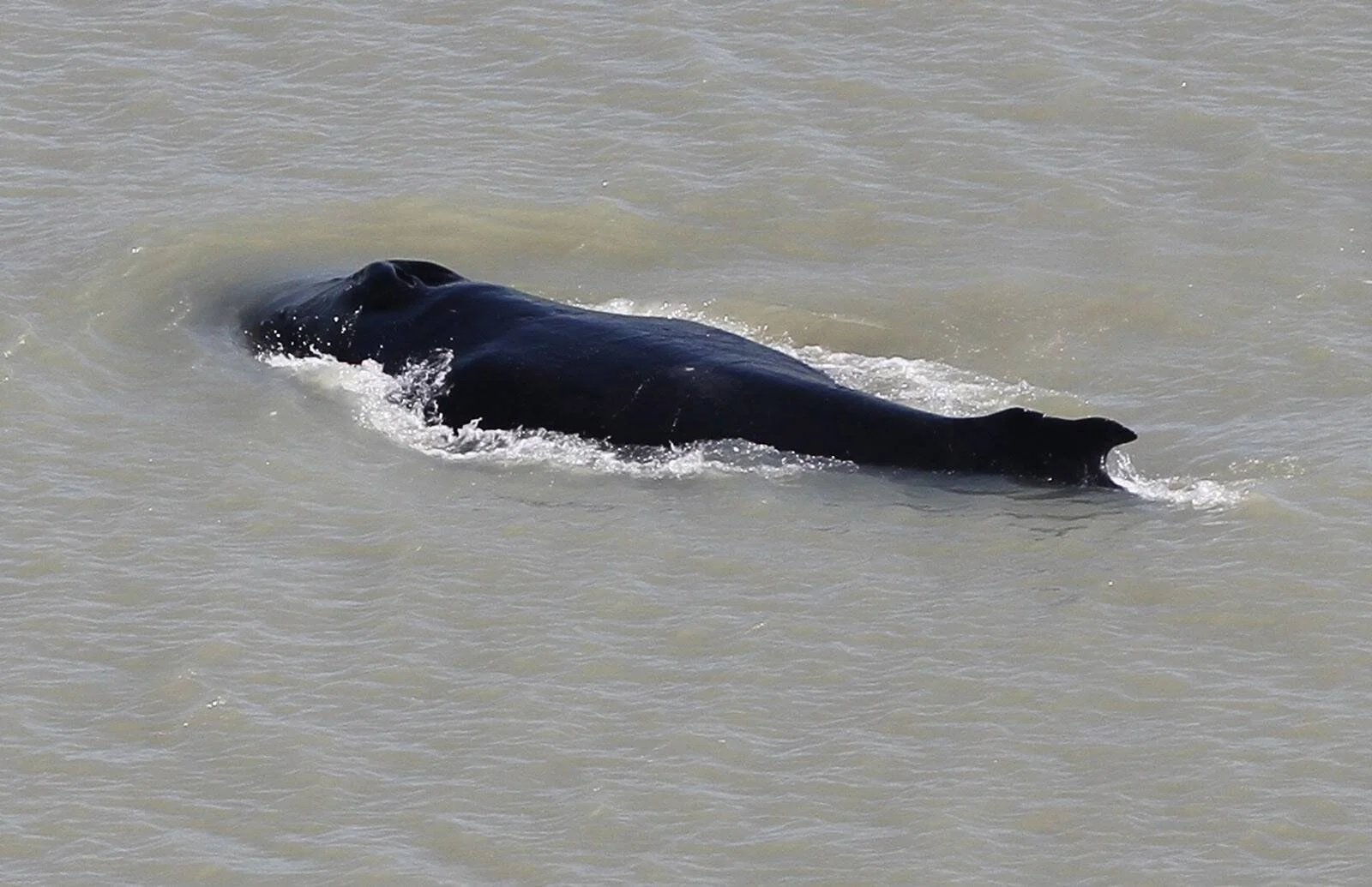 Ballena negra asoma su lomo en aguas marrones y agitadas, posiblemente varada o en zona costera somera.