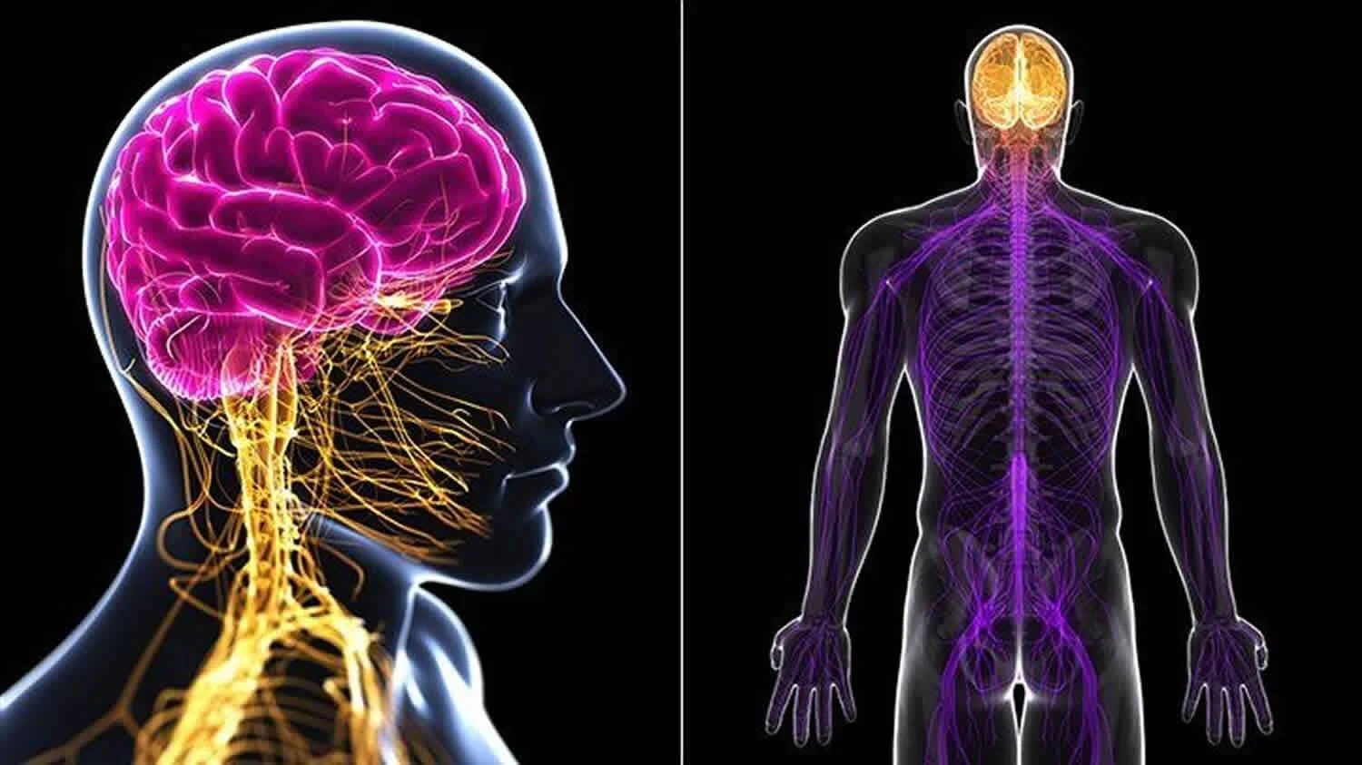 Dos ilustraciones digitales del sistema nervioso humano: cerebro con nervios craneales en rosa y dorado, y médula espinal con red nerviosa en púrpura.