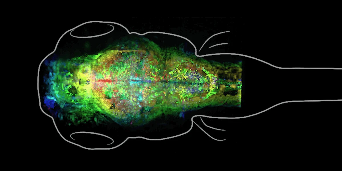 Microscopía fluorescente multicolor del cuerpo de un embrión de pez cebra sobre fondo negro, con contorno anatómico en blanco.