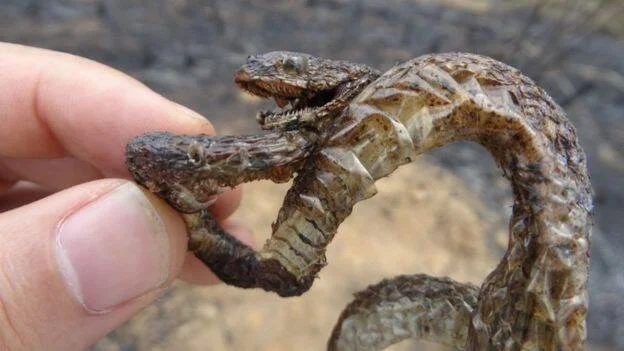 Mano sosteniendo una lagartija con dos cabezas, mostrando la rara malformación congénita del reptil.