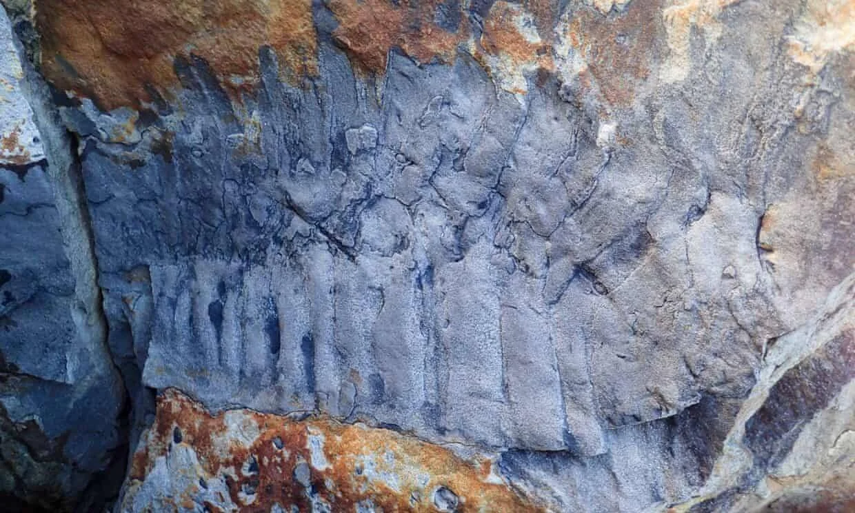 Impresión fósil de una planta antigua con patrones estriados verticales preservada en roca gris y marrón.
