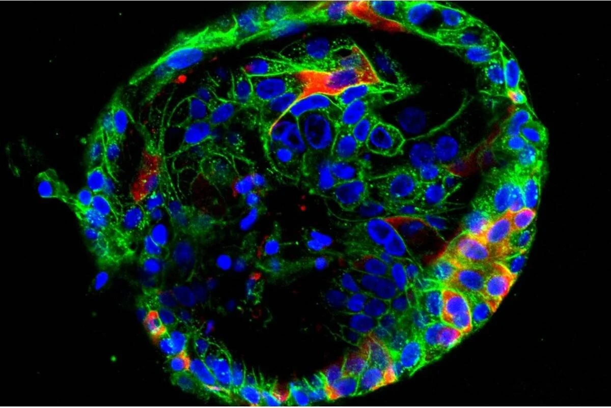 Organoide visto al microscopio confocal con núcleos celulares en azul, citoesqueleto en verde y proteínas marcadas en rojo.